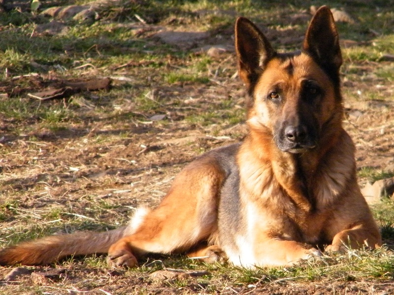 Bumba des terres de sax (Sans Affixe)