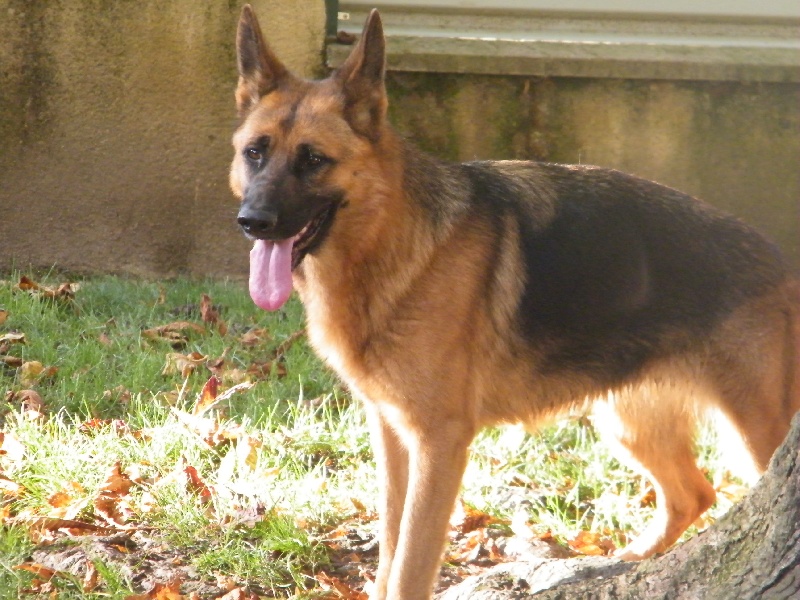 Haschnaps des bergers de dyto